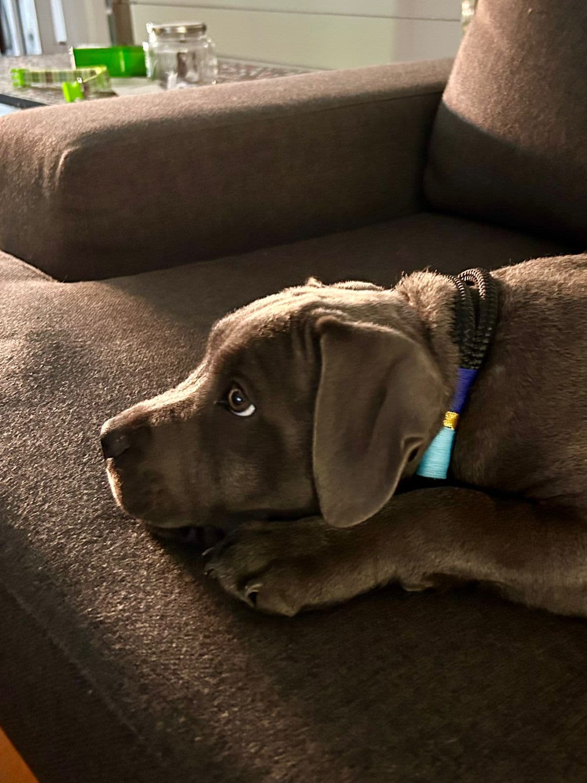 Midnight Lagoon Rope Collar lifestyle